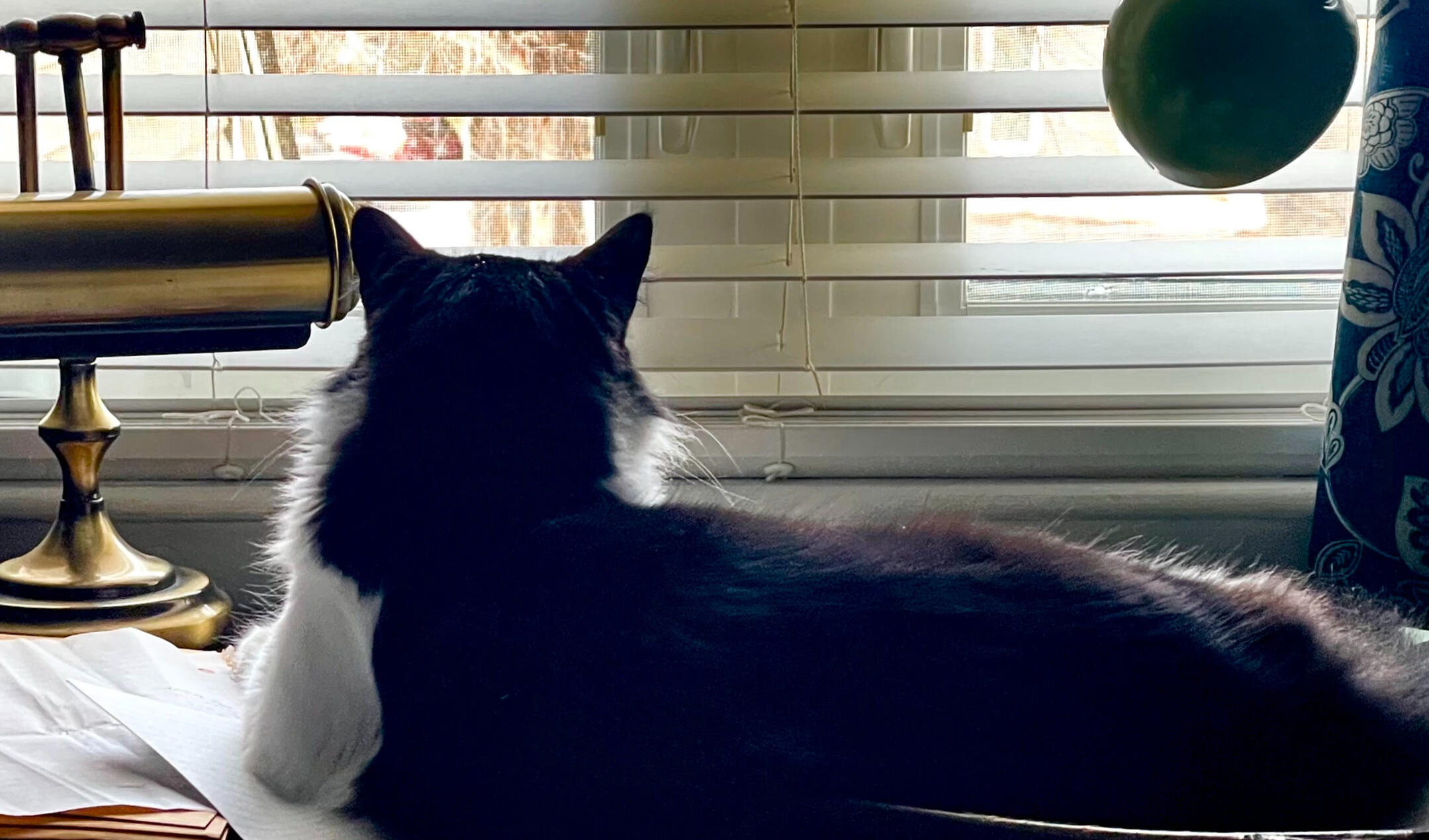 Books and a cat beside a light-filled window